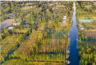 Vista aérea de las chinampas y canales de Xochimilco, con vegetación y vías de agua.