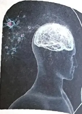 Imagen de un perfil humano con un cerebro iluminado, relacionada con el lenguaje y el pensamiento.