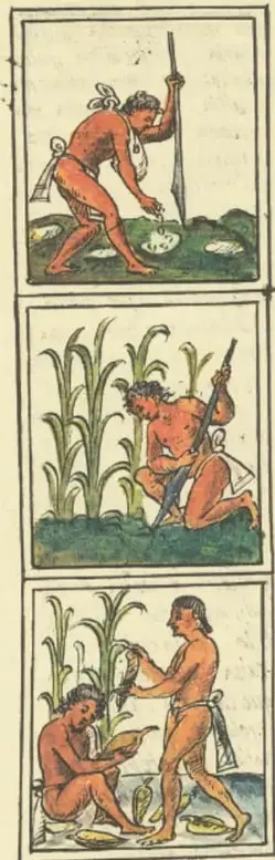 Tres escenas verticales de un códice prehispánico coloreado que muestran el ciclo agrícola del maíz: arriba, un indígena siembra con coa; al medio, cultiva plantas jóvenes; abajo, cosecha las mazorcas maduras.