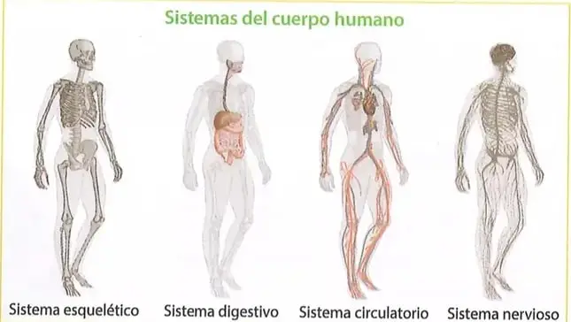 Figura 1 de Ciencias Naturales 8° · Egb 8 Ciencias Naturales 2025 · 2025