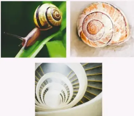 Caracol y concha marina que ejemplifican las espirales presentes en la naturaleza.