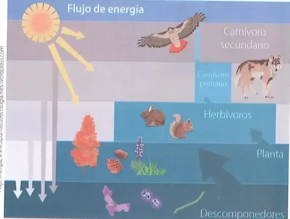 Figura 4 de Ciencias Naturales 8° · Egb 8 Ciencias Naturales 2025 · 2025