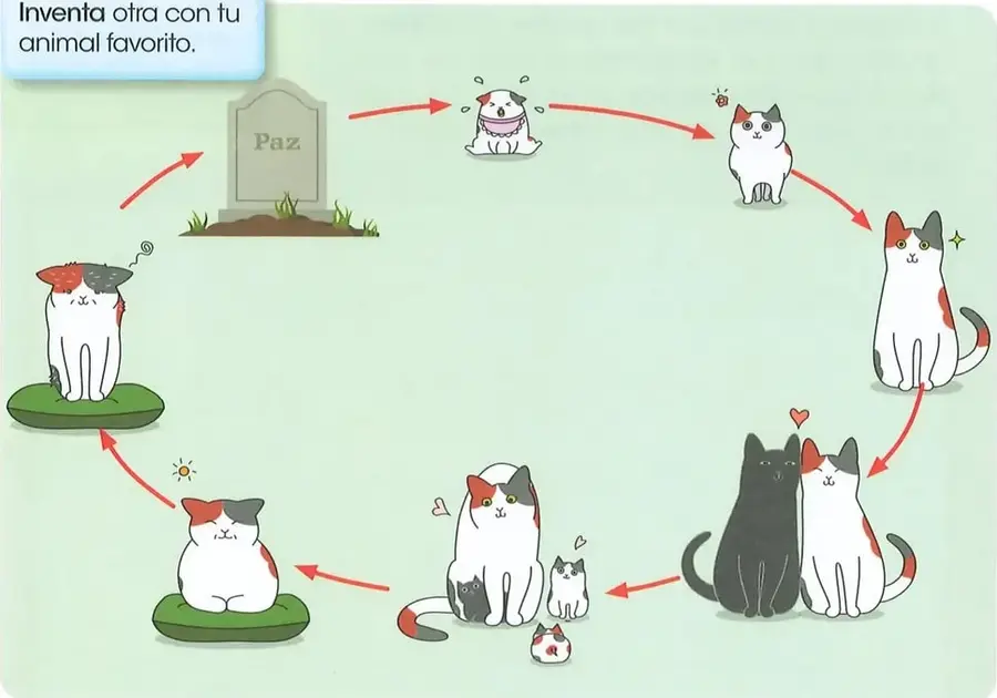 Ilustración circular que muestra el ciclo de vida de un gato: nacimiento, crecimiento, etapa adulta, reproducción, envejecimiento y muerte.