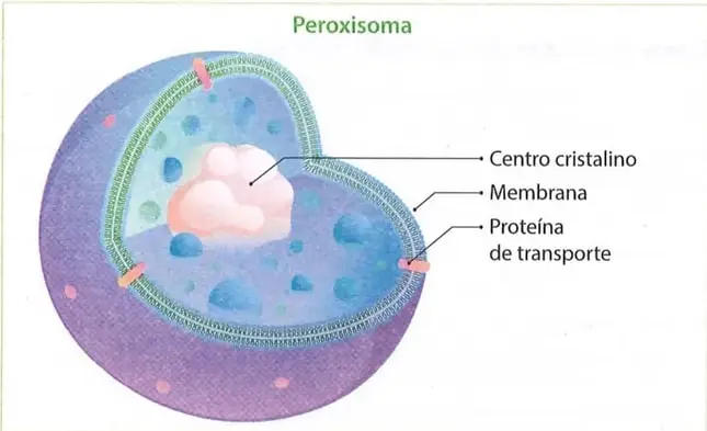 Figura 3 de Ciencias Naturales 9° · 2025