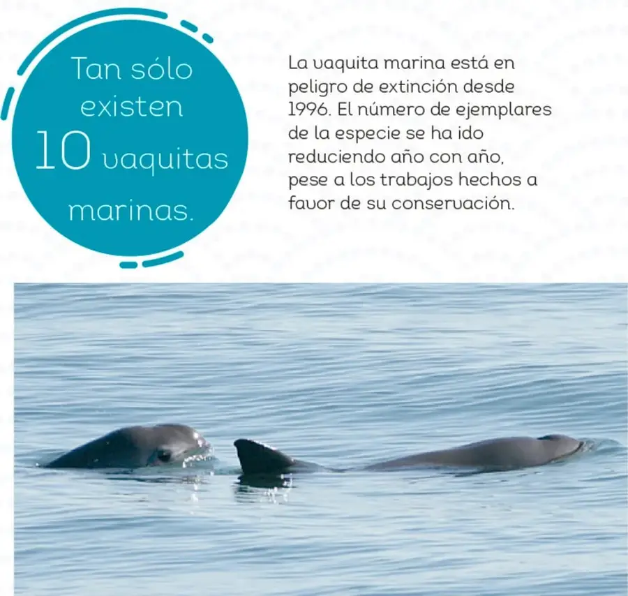 Círculo azul con el dato 'Tan sólo existen 10 vaquitas marinas'.