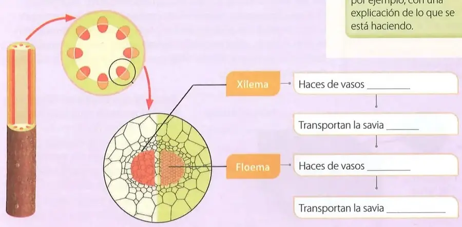 Recuadro de diversidad funcional en el aula que recomienda ayudar a las personas con discapacidad visual.