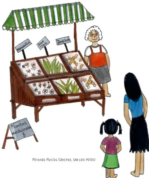 Ilustración de un puesto de venta de plantas medicinales con tolda a rayas verdes y blancas, atendido por una señora de cabello blanco; frente a él, una madre y su hija observan los productos. Crédito: Miranda Macías Sánchez, San Luis Potosí.
