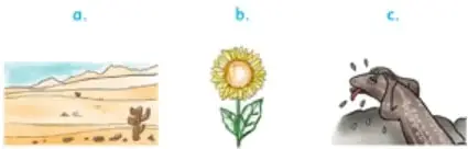 Tres ilustraciones: un desierto con sol, un girasol y una lagartija.