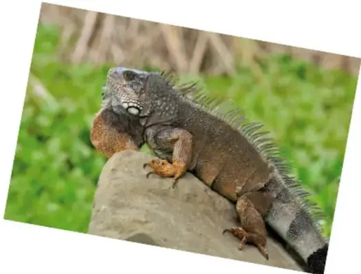 Fotografía de una iguana de color marrón y verde sobre una roca, con cresta dorsal y papada.