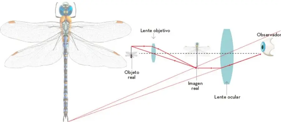 Esquema óptico del microscopio compuesto: una libélula como objeto real, la lente objetivo, la imagen real intermedia, la lente ocular y el ojo del observador, con trazos de rayos de luz.