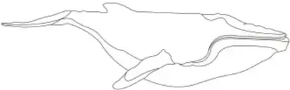 Silueta de ballena dibujada con la frase 'se alimentan con la boca abierta y moviendo la lengua'.