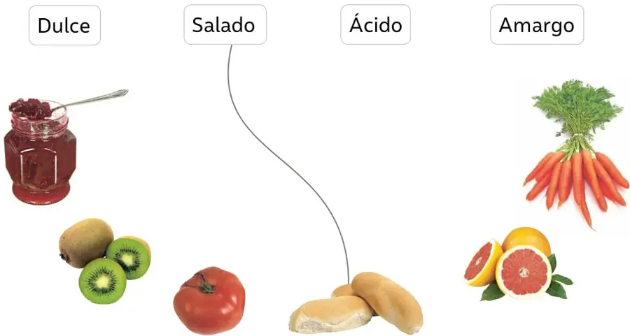 Cuatro recuadros con las palabras Dulce, Salado, Ácido y Amargo; el pan está unido con una línea al recuadro Salado.