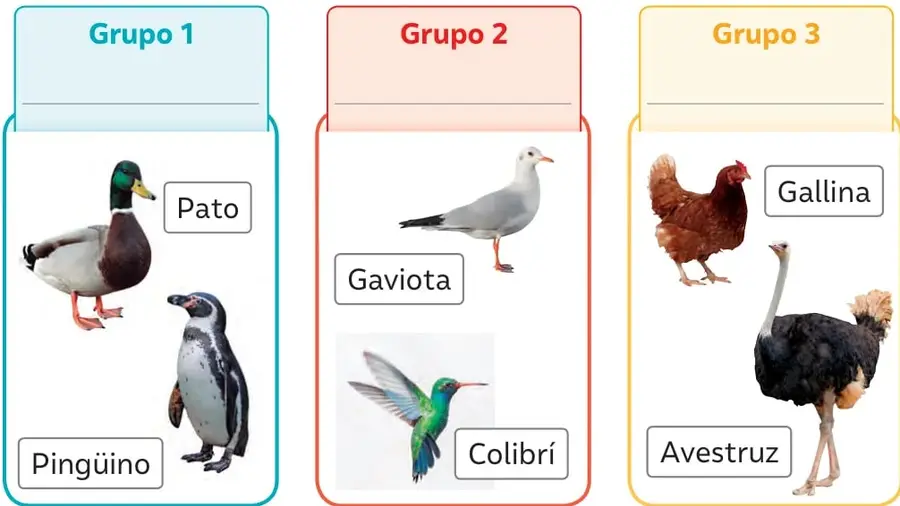 Recuadro celeste 'Grupo 1' con la imagen de un pato (pato mallard) y un pingüino de pie.