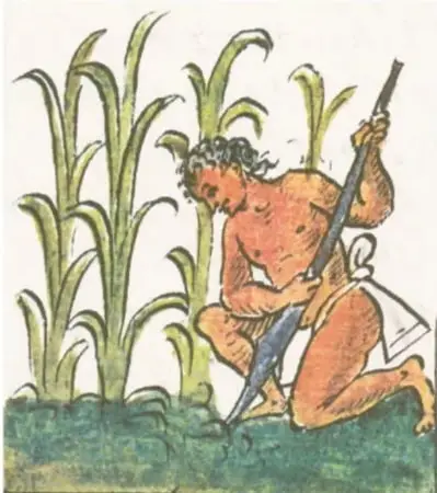 Ilustración de códice: hombre con coa (palo de cavar) trabajando entre plantas de maíz.