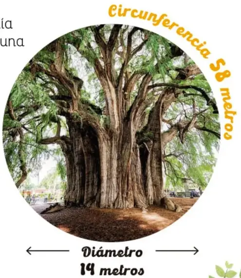 Foto circular del enorme tronco del Árbol del Tule con sus ramas; con flechas se indican: «Circunferencia 58 metros» y «Diámetro 14 metros».
