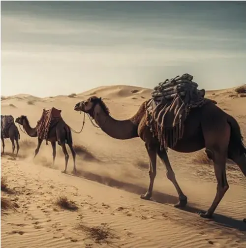 Fotografía de camellos caminando en una duna del desierto bajo cielo despejado.