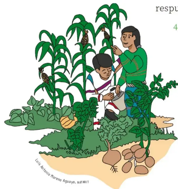Ilustración de dos niños regando y cuidando un huerto con maíz, calabaza, frijol y otros cultivos, junto con aves; firma de la ilustradora Artenia Morena Aguayo, NATARIT.