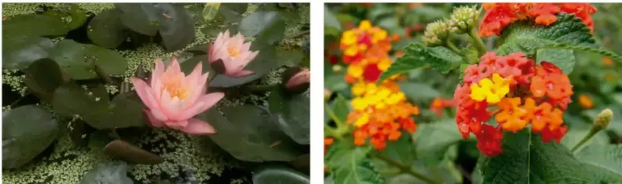 Nenúfar o flor de loto rosada sobre hojas verdes flotantes en agua.