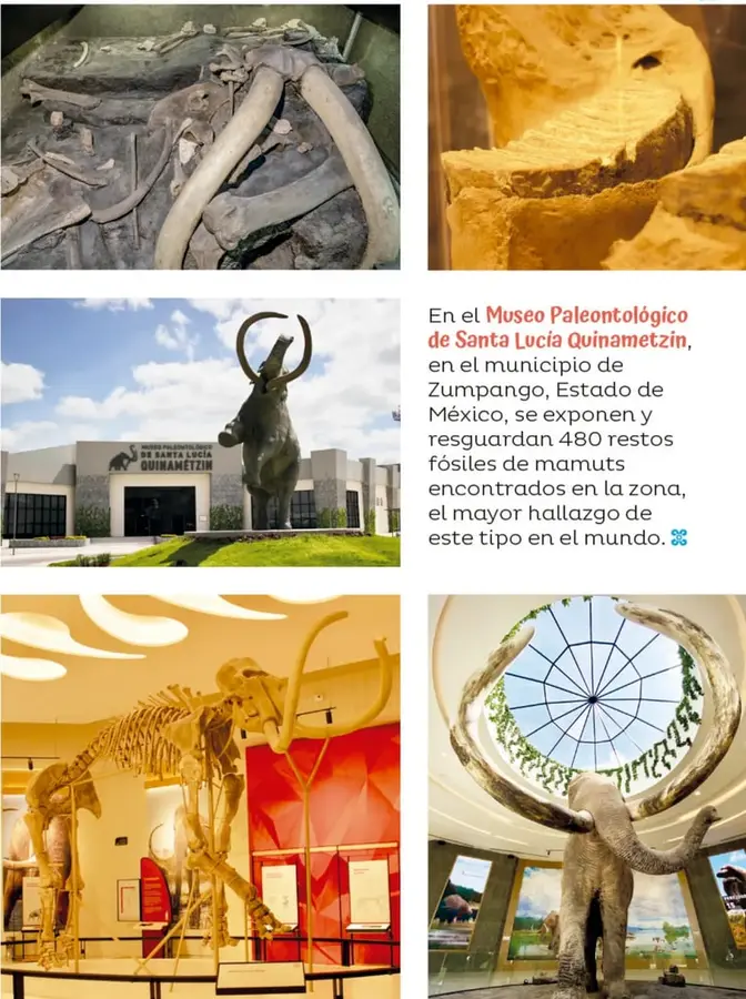 Figura 1 de Múltiples lenguajes. Libro de Educación Primaria Grado 1° Ciclo Escolar 2025 - 2026