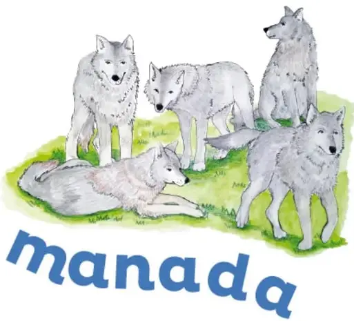 Manada de cinco lobos grises sobre pasto verde, algunos de pie y uno acostado, atentos.