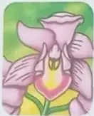 Fotografías de orquídeas palo de rosa y durazno.