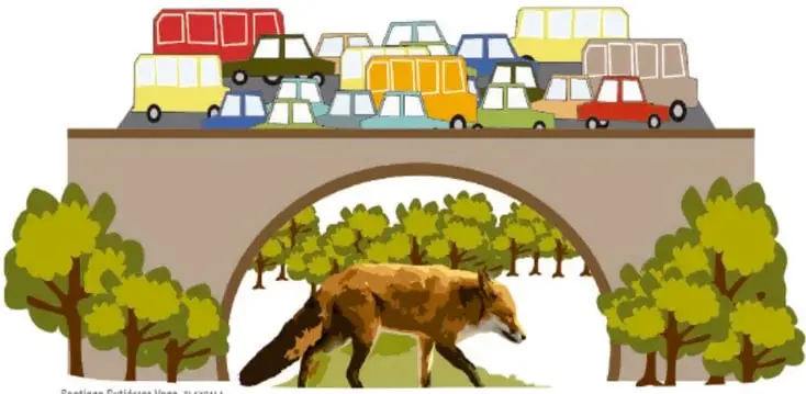 Ilustración de un puente con muchos vehículos de colores encima y, debajo, un zorro caminando entre árboles; al pie dice 'Santiago Gutiérrez Vega, TLAXCALA'.