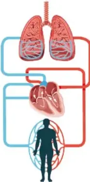 Diagrama del sistema circulatorio: pulmones, corazón y silueta humana conectados por vasos sanguíneos rojos y azules.