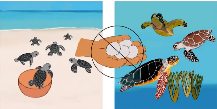 Ilustración de tortugas marinas recién nacidas caminando hacia el mar en la playa, con un balde y una mano sosteniendo huevos.