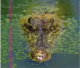 Fotografía de un cocodrilo dentro del agua.