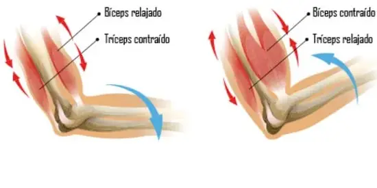 Dos ilustraciones del codo: en la extensión, bíceps relajado y tríceps contraído; en la flexión, bíceps contraído y tríceps relajado, con flechas indicando la dirección del movimiento.