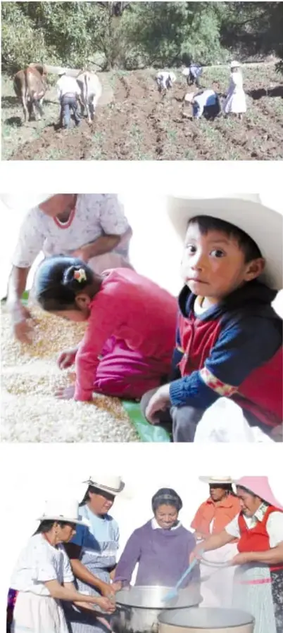 Personas trabajando la tierra con yuntas y azadones en una parcela, como parte del tequio.