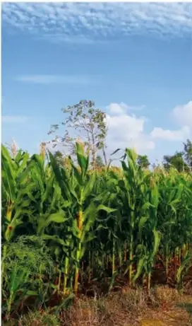 Fotografía de una milpa o campo de maíz con cielo azul y nubes.
