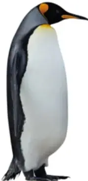 Fotografía de un pingüino Emperador de pie, con plumaje negro, blanco y amarillo en el cuello.