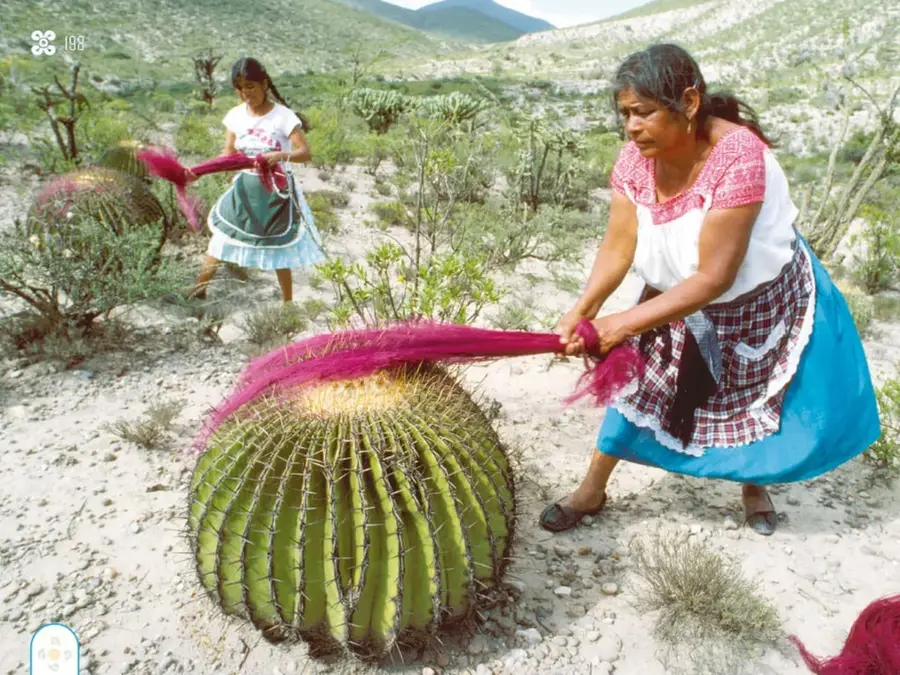 Fotografía de dos mujeres con ropa tradicional (blusas bordadas, faldas, mandiles) que estilan y acomovan hilos de lana magenta al aire libre; frente a ellas hay una gran biznaga verde con espinas; al fondo, cerros secos con matorral.