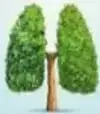 Árbol con forma de pulmones humanos.