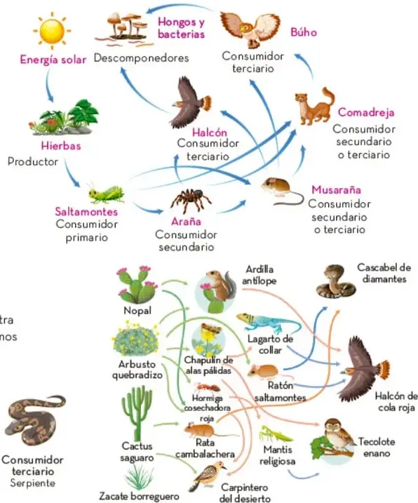 Diagrama de red trófica con energía solar, productores (hierbas), consumidores (saltamontes, araña, musaraña, comadreja, halcón, búho) y descomponedores (hongos y bacterias).