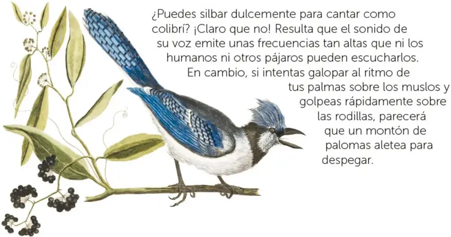 Ilustración acuarela de un pájaro azul y gris de cresta, con el pico abierto cantando, sobre una rama con hojas y frutos oscuros.