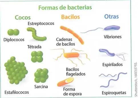 Figura 1 de Ciencias Naturales 8° · Egb 8 Ciencias Naturales 2025 · 2025