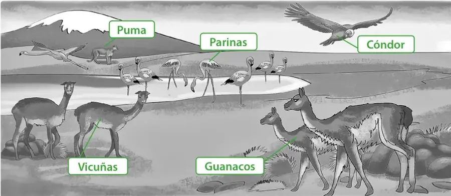 Paisaje del altiplano del norte de Chile con una laguna, una montaña nevada, pastizales y animales etiquetados: Puma, Parinas, Cóndor, Vicuñas y Guanacos.