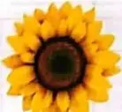 Una flor acompaña el ejemplo de la sucesión $2, 7, 12, 17, 22, \ldots$.