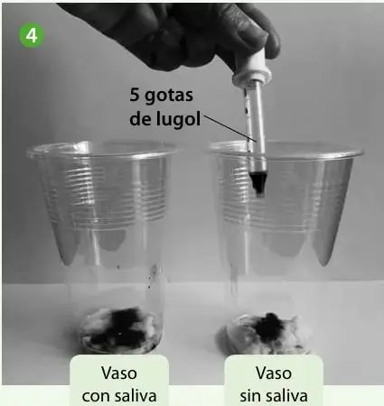 Se agregan 5 gotas de lugol con un gotario a los vasos 'con saliva' y 'sin saliva', que contienen trozos de pan.