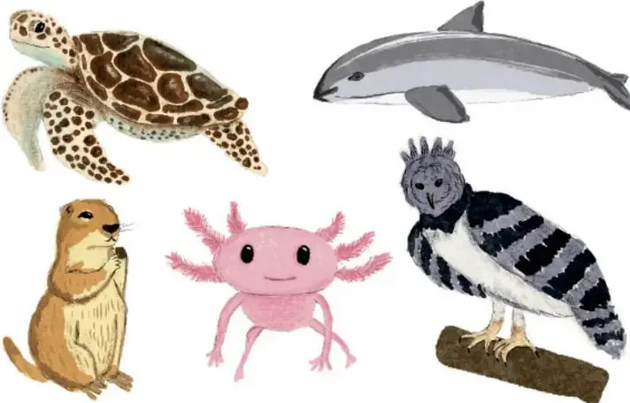 Ilustración de cinco animales: tortuga marina, vaquita marina, perrito de la pradera, ajolote y águila.