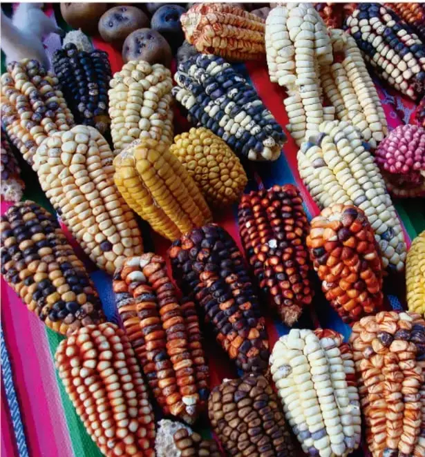 Fotografía de mazorcas de maíz de distintos colores (blanco, amarillo, rojo, morado y jaspeado) sobre un fondo textil de colores vivos, que ilustra la diversidad del maíz en México.