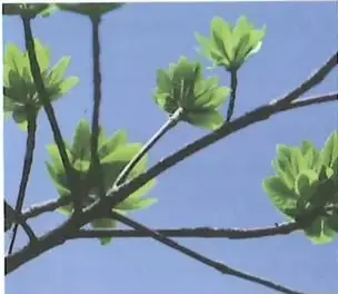 Figura 2 de Ciencias Naturales 10° · 2025