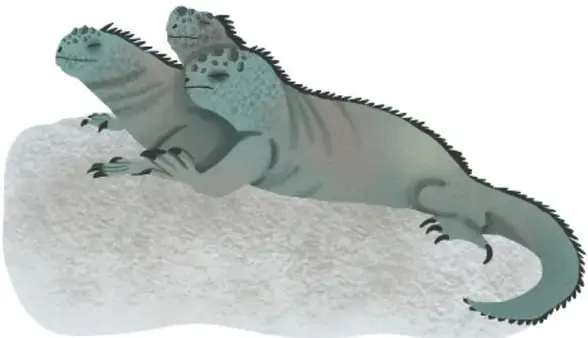 Dos iguanas marinas sobre una roca.