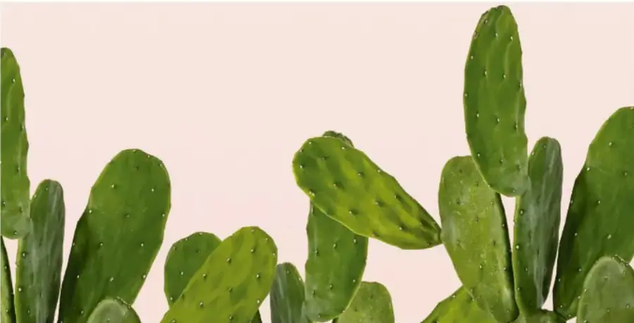 Fotografía de una planta de nopal o cactus con varias pencas verdes y espinas, sobre un fondo rosa pálido.