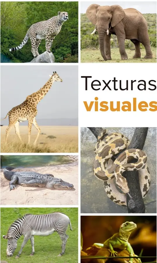 Figura 1 de Múltiples lenguajes.   Libro de Educación Primaria Grado 1°  Ciclo Escolar 2025 - 2026