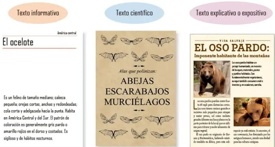 Tres ejemplos impresos: «El ocelote» (texto informativo), póster «Alas que polinizan: abejas, escarabajos, murciélagos» (texto científico) y artículo «El oso pardo» de Vida salvaje (texto explicativo o expositivo).