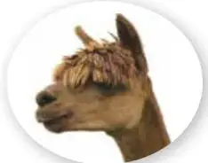 Fotografía de la cabeza de una llama de perfil.