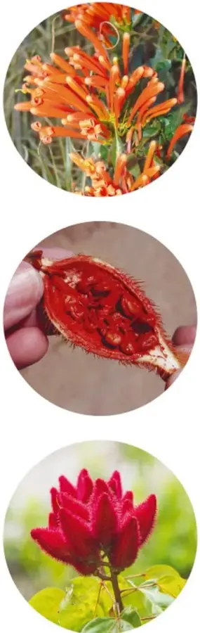 Tres fotografías circulares: flores rojas alargadas (quizá muicle o flor de hummingbird), una vaina roja abierta con semillas y pelusa (achiote) sostenida por manos, y una flor roja velluda (muicle o Acalypha) sobre hojas verdes.